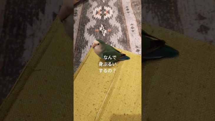 ブルブルするインコ #インコ #birds #ペット #shorts