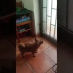 bussano #pets #dog #pet #humor #doglover #shortsfeed #perte #neiperte #shortsviral #dogs #cane