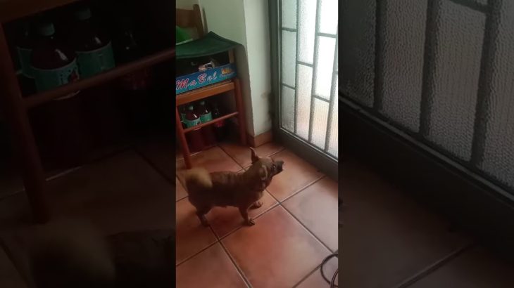 bussano #pets #dog #pet #humor #doglover #shortsfeed #perte #neiperte #shortsviral #dogs #cane