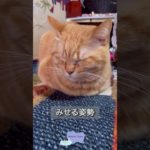 香箱座り♡リラックス　#猫  #cat  #ねこ  #ネコ  #ペット  #動物