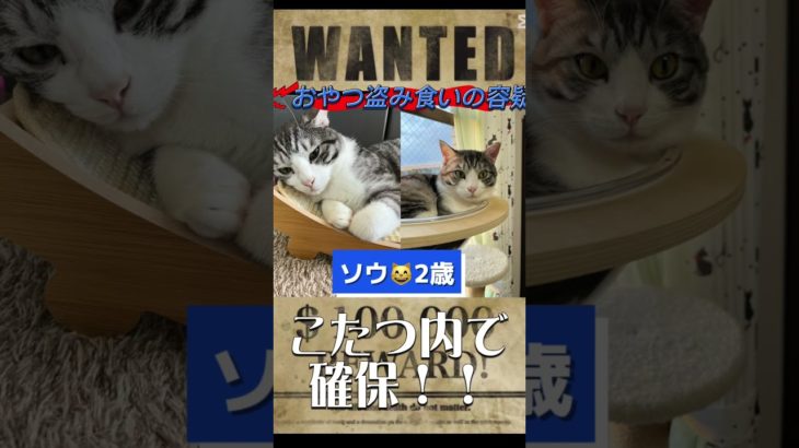 指名手配😸😆 #cat #ペット #猫のいる暮らし#確保