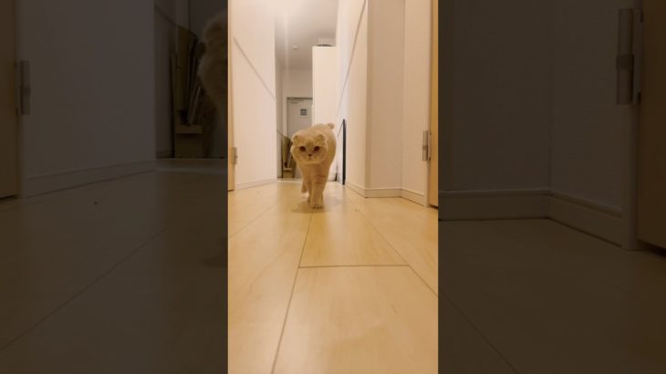 【トイレから出てきた、猫】#猫#猫のいる暮らし#ペット#スコティッシュフォールド#cat#えっほえっほ