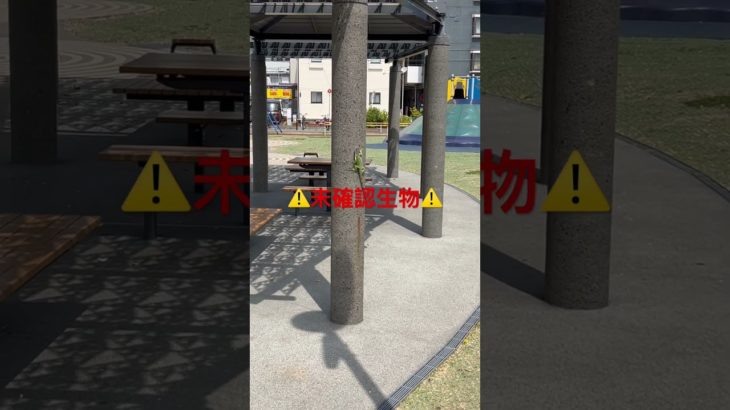 衝撃映像#子犬#ポメラニアン#ペット#ダイエット#癒#かわいい#子猫#痩#cat#dog#Pomeranian#cute#Healing#面白い#爆笑#健康#しつけ#感動#激怒#ブチ切れ#爆食#大食い