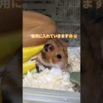 衣替えハム🐹#ハムスター#ペット#キンクマ#cute #애완동물Pets#hamster#햄스터#癒し#犬#猫#キッズ#子供 #ポケモン#Pokemon#Kids#asmr#大阪