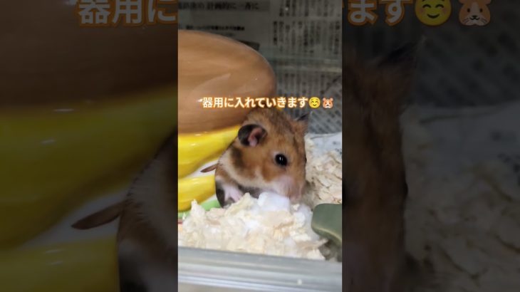 衣替えハム🐹#ハムスター#ペット#キンクマ#cute #애완동물Pets#hamster#햄스터#癒し#犬#猫#キッズ#子供 #ポケモン#Pokemon#Kids#asmr#大阪