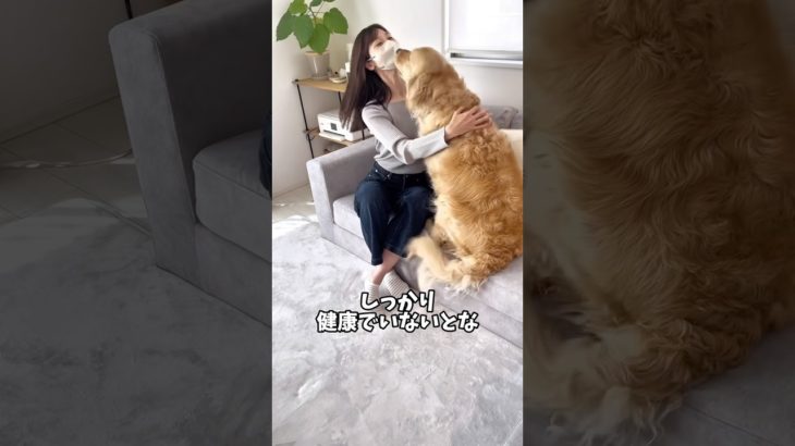 アラフォーが大型犬を迎えたら#コンブチャクレンズ#ダイエット #ゴールデンレトリバー #大型犬のいる生活 #dog