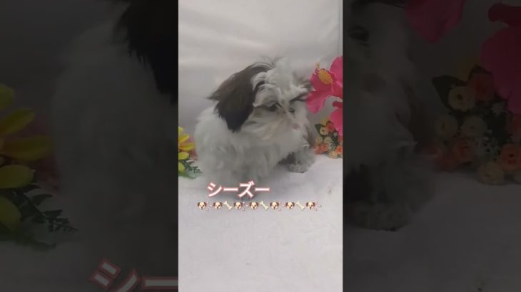 ペットショップ宮城/仙台市石巻市/女川町   #イヌ #子犬 #dog   #cute  #仙台 #シーズー  #ペット #puppy