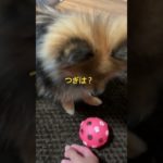 ○○○が好きなポメ🐶　#ペット #ぽめ #ポメラニアン #ポメラニアンのいる生活 #犬 #犬のいる暮らし #犬のいる生活 #dog #pomeranian #pets