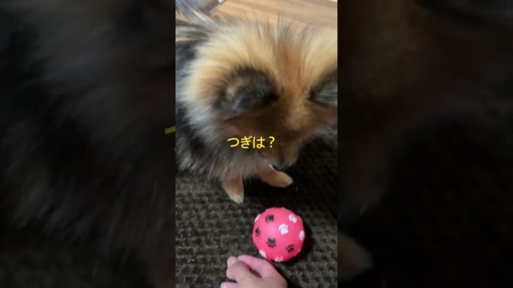 ○○○が好きなポメ🐶　#ペット #ぽめ #ポメラニアン #ポメラニアンのいる生活 #犬 #犬のいる暮らし #犬のいる生活 #dog #pomeranian #pets