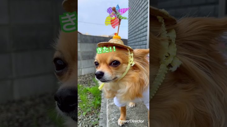 風が吹く時がわかるチワワ#犬のいる生活 #dog #shorts