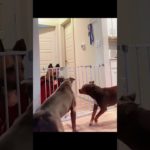 #funny #dogs #pet #dogscats#dogshorts #dog#doglover#doglife