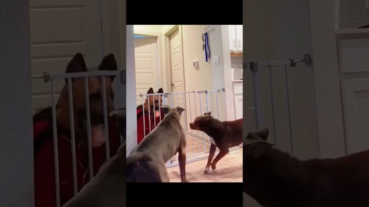 #funny #dogs #pet #dogscats#dogshorts #dog#doglover#doglife