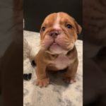 #funny #dogs #pet #dogscats#dogshorts #dog#doglover#doglife