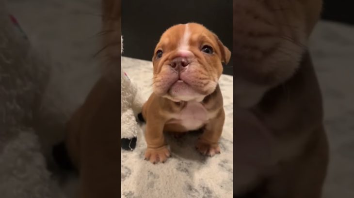 #funny #dogs #pet #dogscats#dogshorts #dog#doglover#doglife