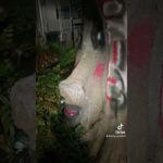 確かに顔だ🥸笑#顔 #落書き #メイク#木 #サイクリング #夜 #面白い #funny #fyp #兵庫県