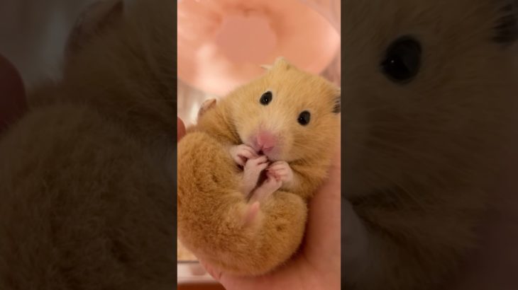 かわいいだけじゃだめですか？#ハムスター #ハムスターのいる生活 #ペット #ゴールデンハムスター #キンクマ #fyp #おすすめにのりたい #hamster
