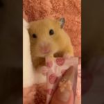 甘えんぼハムスター🐹💞#ハムスター #ハムスターのいる生活 #ペット #ゴールデンハムスター #キンクマ #fyp #おすすめにのりたい #hamsters