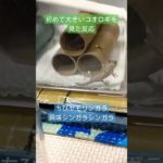 ちびヤモリ 初めての出会い #やもり #爬虫類 #ペット #ニホンヤモリ #gecko #コオロギ