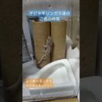 ちびヤモリ ご飯 #やもり #爬虫類 #ペット #カエル #gecko