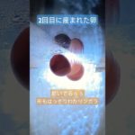 ニホンヤモリ 卵 #やもり #爬虫類 #ペット #ニホンヤモリ #gecko