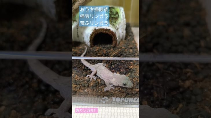 ヤモリ おうち掃除後 #やもり #爬虫類 #ペット #ニホンヤモリ #gecko