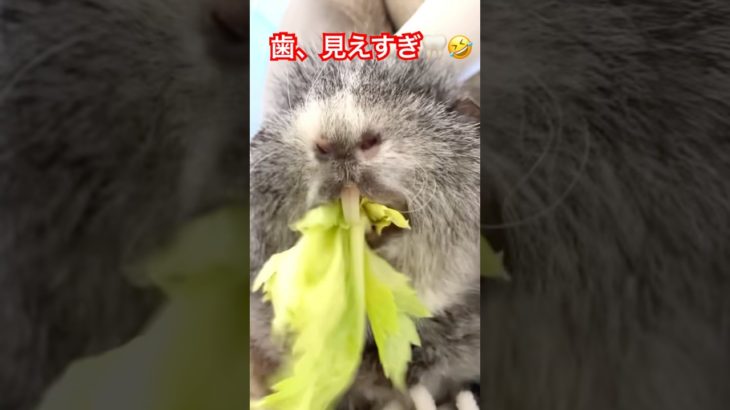 どうしても歯が見えすぎちゃうモルモット🐭🦷 #モルモット #guineapig #ペット #ペット動画 #もふもふ #モルモットのいる暮らし #モルモット可愛い