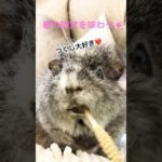 春の味覚を味わうモルモット🐭🌸✨ #guineapig #癒し #ペット #ペット動画 #モルモット #モルモットのいる暮らし #モルモット可愛い #モルモットかわいい #モルモットのいる生活