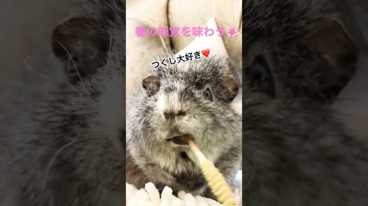 春の味覚を味わうモルモット🐭🌸✨ #guineapig #癒し #ペット #ペット動画 #モルモット #モルモットのいる暮らし #モルモット可愛い #モルモットかわいい #モルモットのいる生活