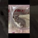 さくら家を大掃除。皆様のペットは人間と同じ物を食べますか？ #ハムスター #ペット #ペットのいる暮らし  #hamster