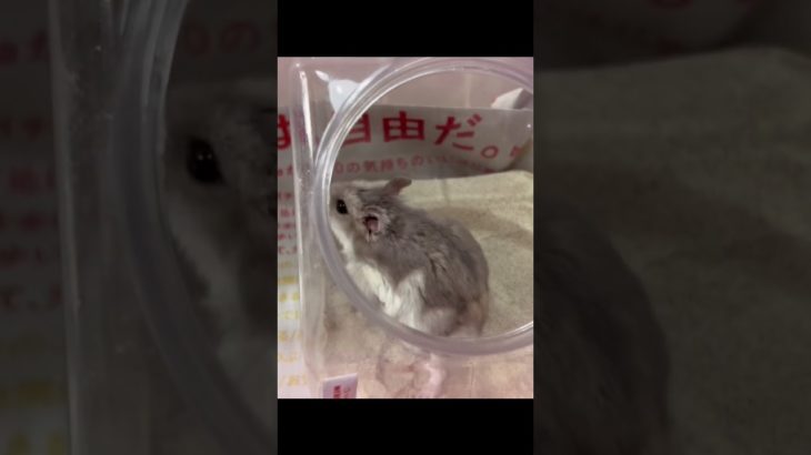 さくら家を大掃除。皆様のペットは人間と同じ物を食べますか？ #ハムスター #ペット #ペットのいる暮らし  #hamster