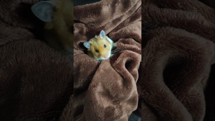 お布団に包まれるハムちゃん #ハムスター #hamsters #ペット