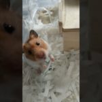 カメラアピールハムちゃん #ハムスター #hamsters #ペット
