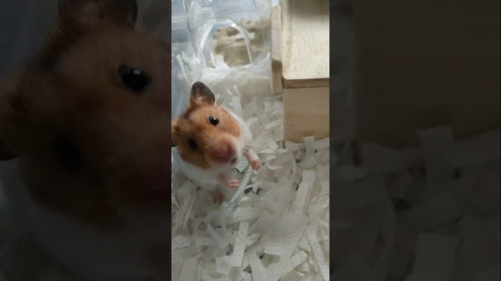 カメラアピールハムちゃん #ハムスター #hamsters #ペット