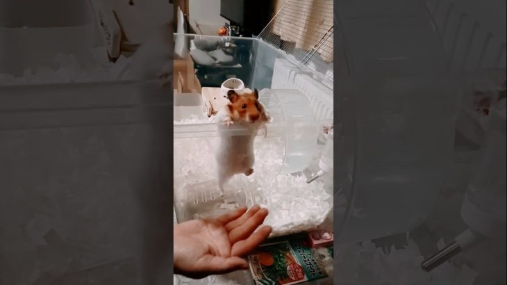 何度でも脱出するハムちゃん #ハムスター #hamsters #ペット
