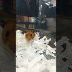 ハムちゃんがこっちを見ている #ハムスター #hamsters #ペット#shorts
