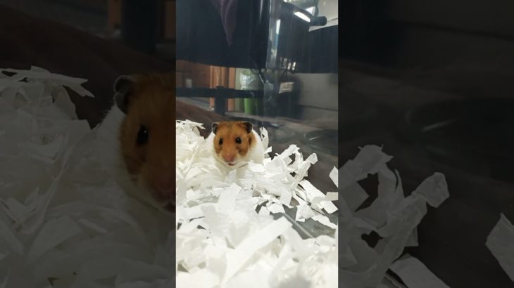 ハムちゃんがこっちを見ている #ハムスター #hamsters #ペット#shorts