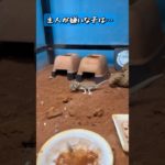 【お残しは許しませんでー】#ヘルメットゲッコー#爬虫類#ペット#ヤモリ#helmetgecko