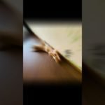 linda #vlog #pet #petlovers #ペット #peliharaan #anabul #dog #doglover #doglovers #doggy #doggie