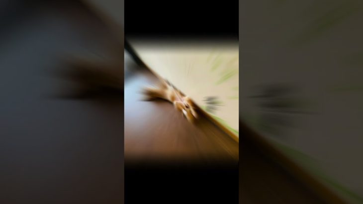 linda #vlog #pet #petlovers #ペット #peliharaan #anabul #dog #doglover #doglovers #doggy #doggie