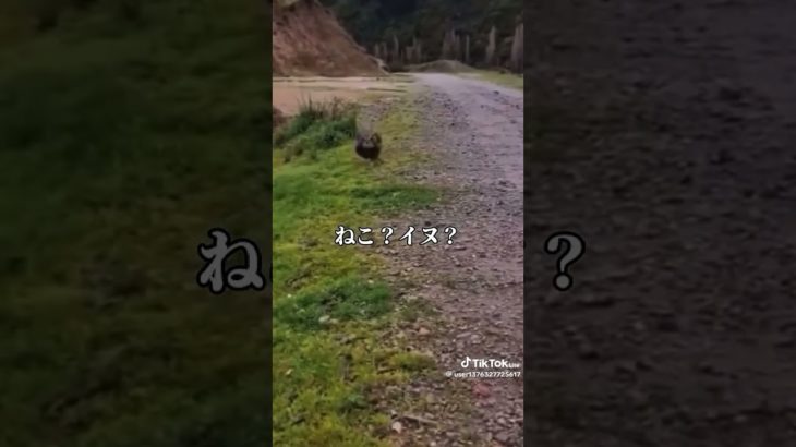 #おすすめ #memes #soccer #サッカー #フィッシャーズ #ポケカ #おもしろ #anime #ブロスタ