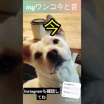 myワンコ今と昔 #犬 #ペット #ショート  #shorts  #正解