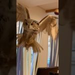 モンスターハンターなワシミミズクらむちゃん #owl #かわいい #癒し #動物 #ペット