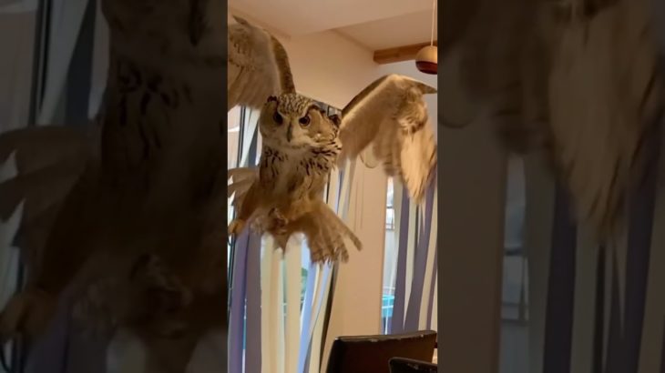 モンスターハンターなワシミミズクらむちゃん #owl #かわいい #癒し #動物 #ペット