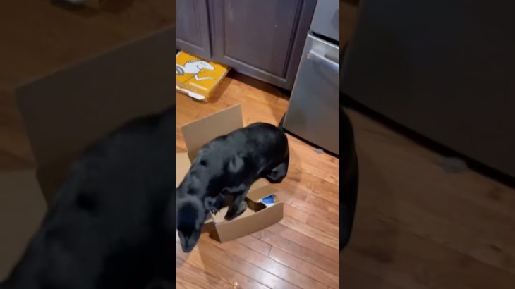 #pet #dogscats#dog#doglover