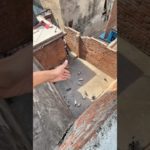 pet mar gaya #minivlog #shorts #kabootar #vlog #viralvideo #kabutar #pet #animals #birds #pets #cat