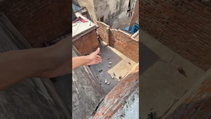 pet mar gaya #minivlog #shorts #kabootar #vlog #viralvideo #kabutar #pet #animals #birds #pets #cat