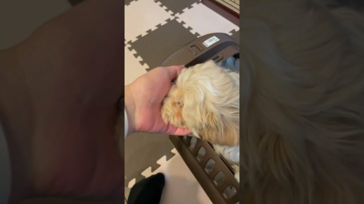 我が家に来た初日#pets #マルプー #ペット