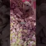 今日も爆睡🐹#ハムスター #ハムスターのいる生活 #癒し #pets #ペット #かわいい #可愛い #ゆきみるチャンネル