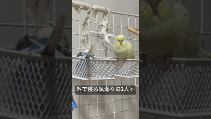可愛いけどお家で寝てね#癒し #セキセイインコ #pets #ペット #インコ動画 #birds #かわいい