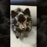 パパは嬉しい☺️ #癒し #犬のいる生活 #pets #ペット #愛犬 #可愛い #dog #pomeranian #ポメラニアン#shorts